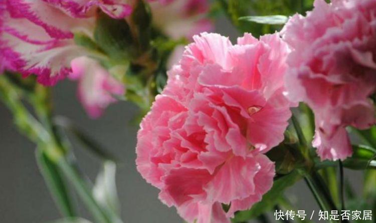 3种花开花量特别大,开完剪、剪完开,一开就是几百朵