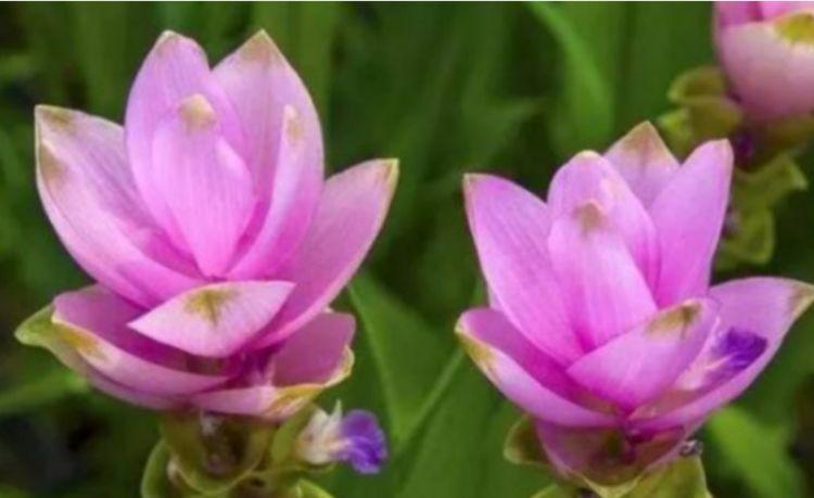 百合花|4种花深受花友的喜欢,开花爆盆很简单,美不胜收,你养了吗