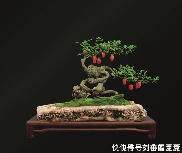 果实|这种“花”,能“招财”,能“镇宅”,养个三五年,轻松值万元!