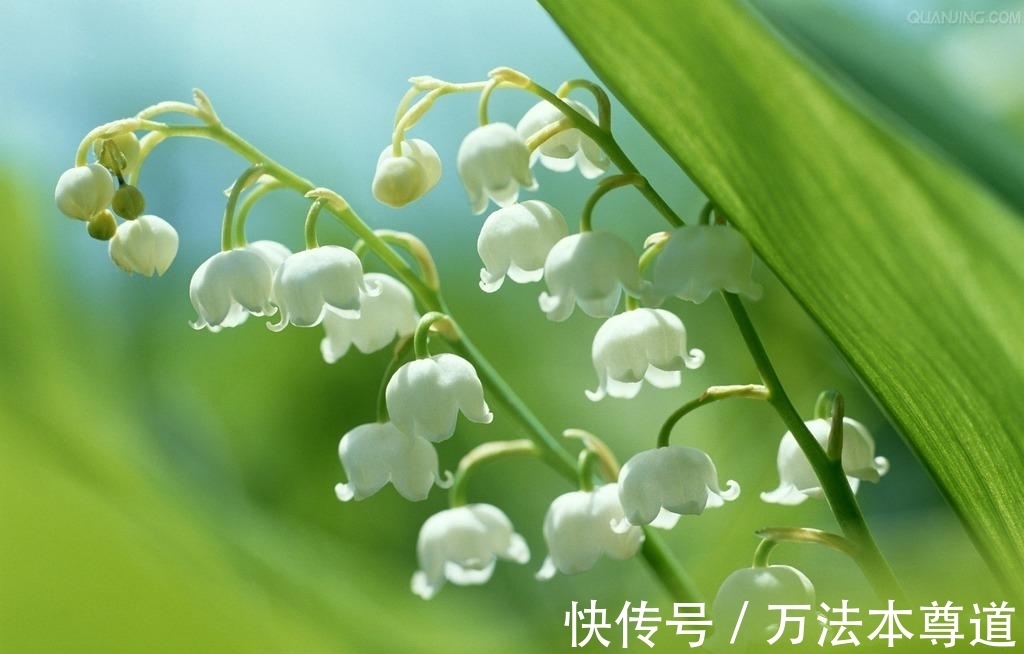 养花试试这几款,花朵像一个个小小的风铃,洁白透明