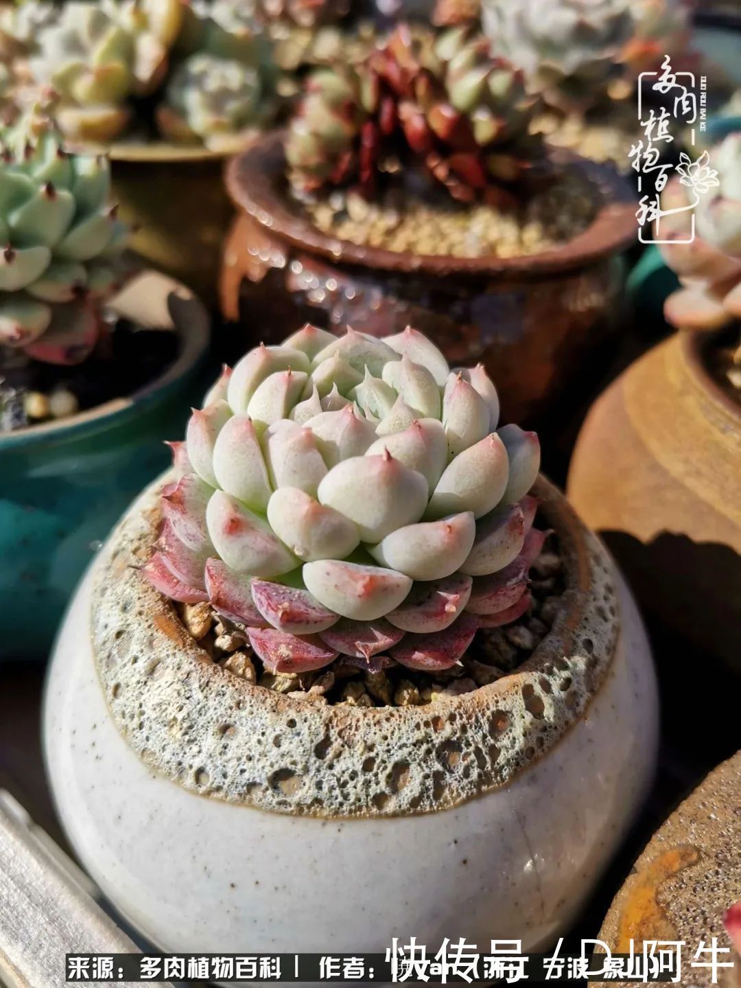 入多肉坑八年,始于初心,一切但求无愧于心