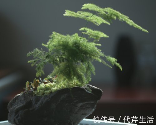 朝南阳台|养好文竹掌握4个要点,轻松告别干尖黄叶,郁郁葱葱一大丛