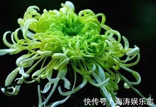 喜欢菊花，就养盆“珍稀名菊”绿窗纱影，似美人秀发，纱影舞魅