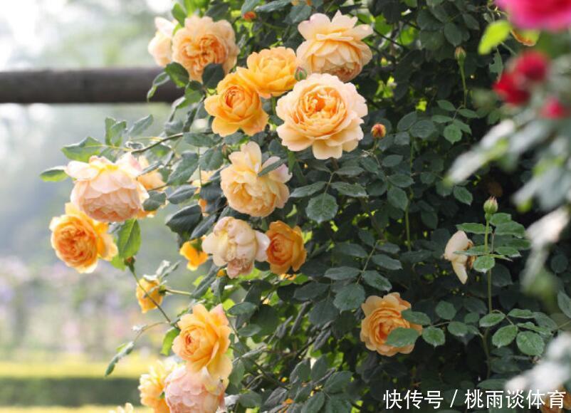 院子交给爱花的婆婆打理,满园花卉,太美了,拍给大家瞧瞧