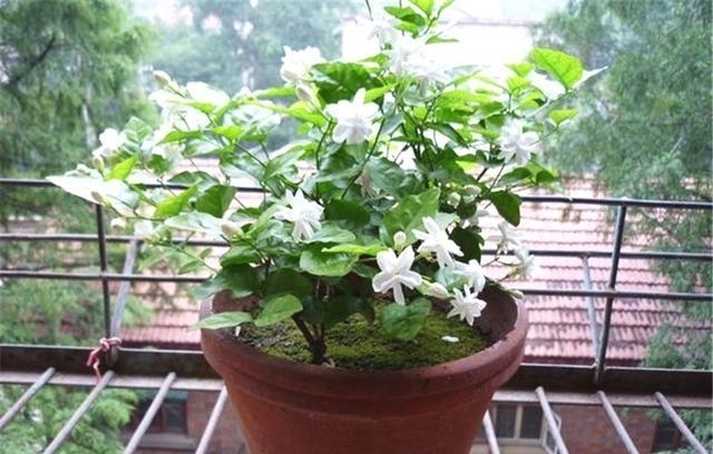 扦插茉莉生根慢?不妨用这“2种神水”,10天就生根,根系撑破盆