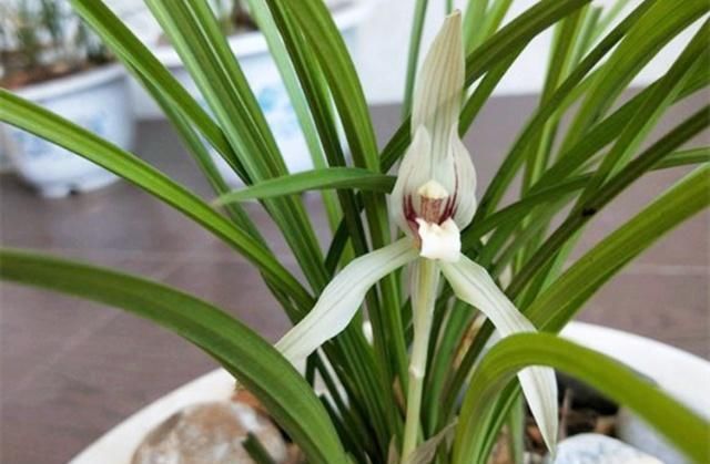 花友们|“它们”是天然的氮磷钾肥，兰花用上了，想不爆盆都难