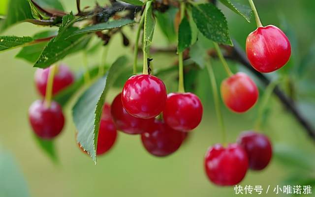 皮肤|女生想要皮肤更好,唯诺雅建议常吃5种水果