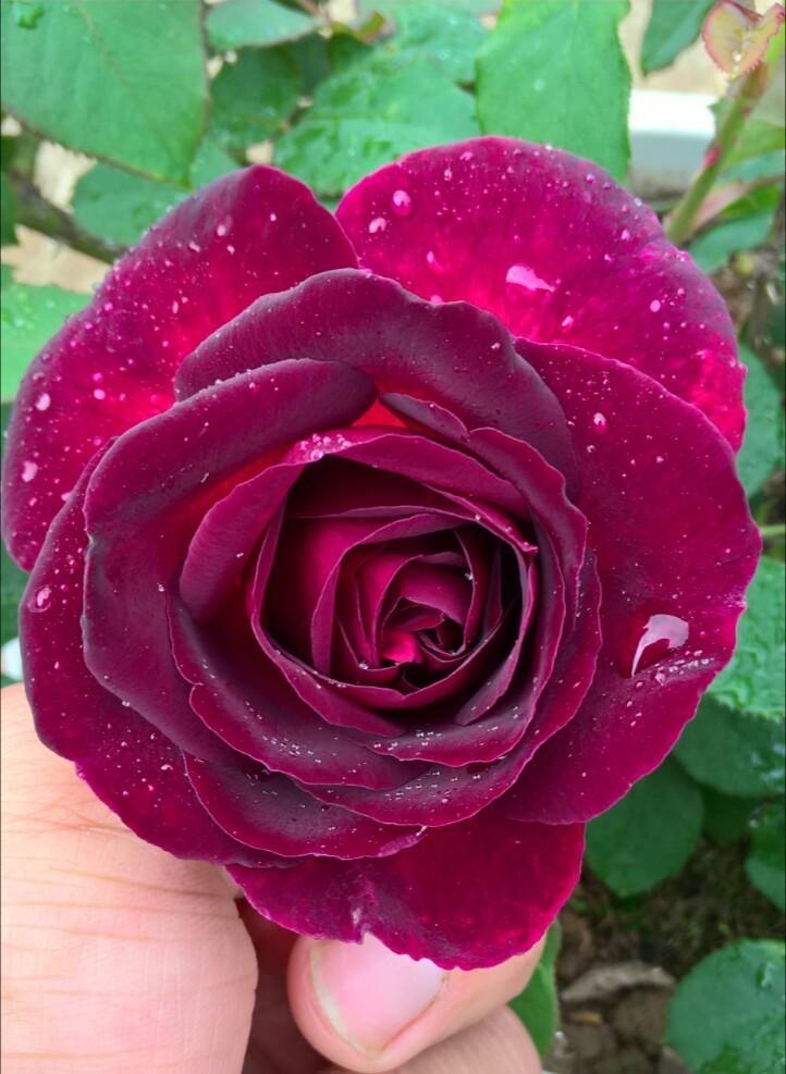 玫瑰花在花期施肥要点,玫瑰花全年施肥特点