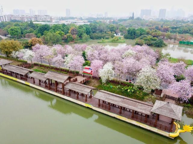 美哭啦！海珠湿地一河两岸花千树