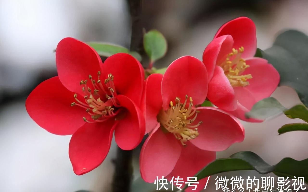 磷酸二氢钾养花作用大,它有很多个“妙用”,很多人就只知道一个