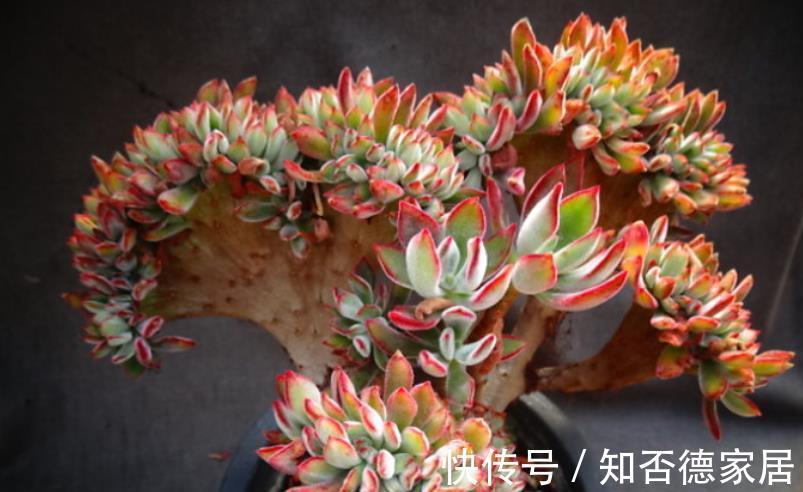 长势|秋天养锦晃星，学会3个技巧，新叶新芽长满盆，养成群生小老桩