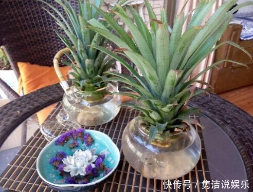 吃菠萝,“菠萝头”泡水里,3周长根变漂亮盆栽,结出大果子来