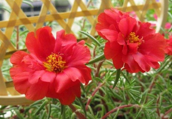 1种花,开似“小太阳”,轻易“晒不死”,新手、懒人也能养爆盆