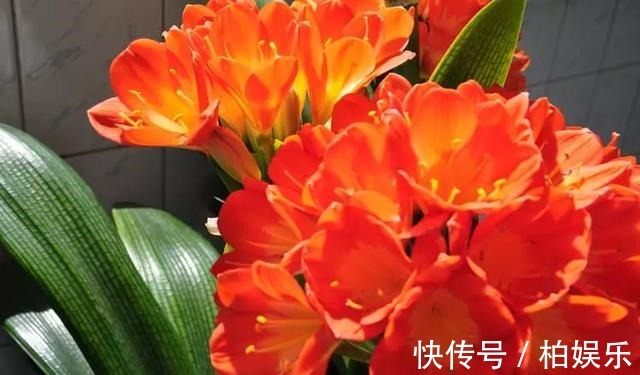 啤酒|君子兰“会浇水”就养得好,这2种水换着来,叶子绿得亮眼睛