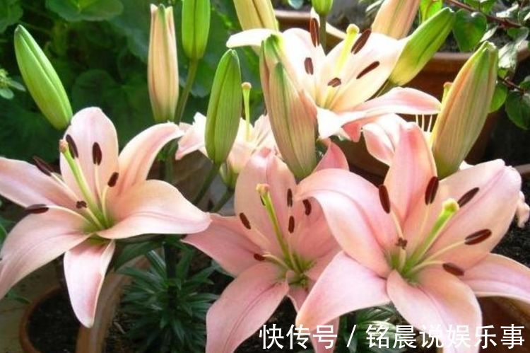 养花|4种花是花界“美人”，绚丽多姿，疯狂开花，养在阳台极美