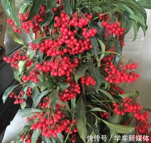 家里摆上10种花,越来越兴旺、发达,听名字就是“吉祥”花!