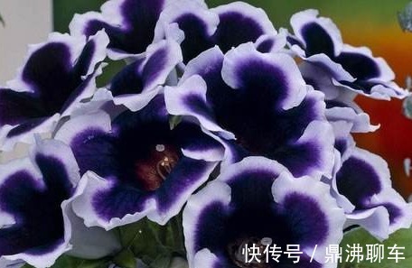 喜欢养花,不如养盆牡丹吊兰,养花就养能赏花也能观叶的