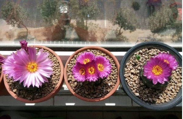 一种开花十分勤快的仙人球,栽下不久即开花,多箭齐发超级漂亮