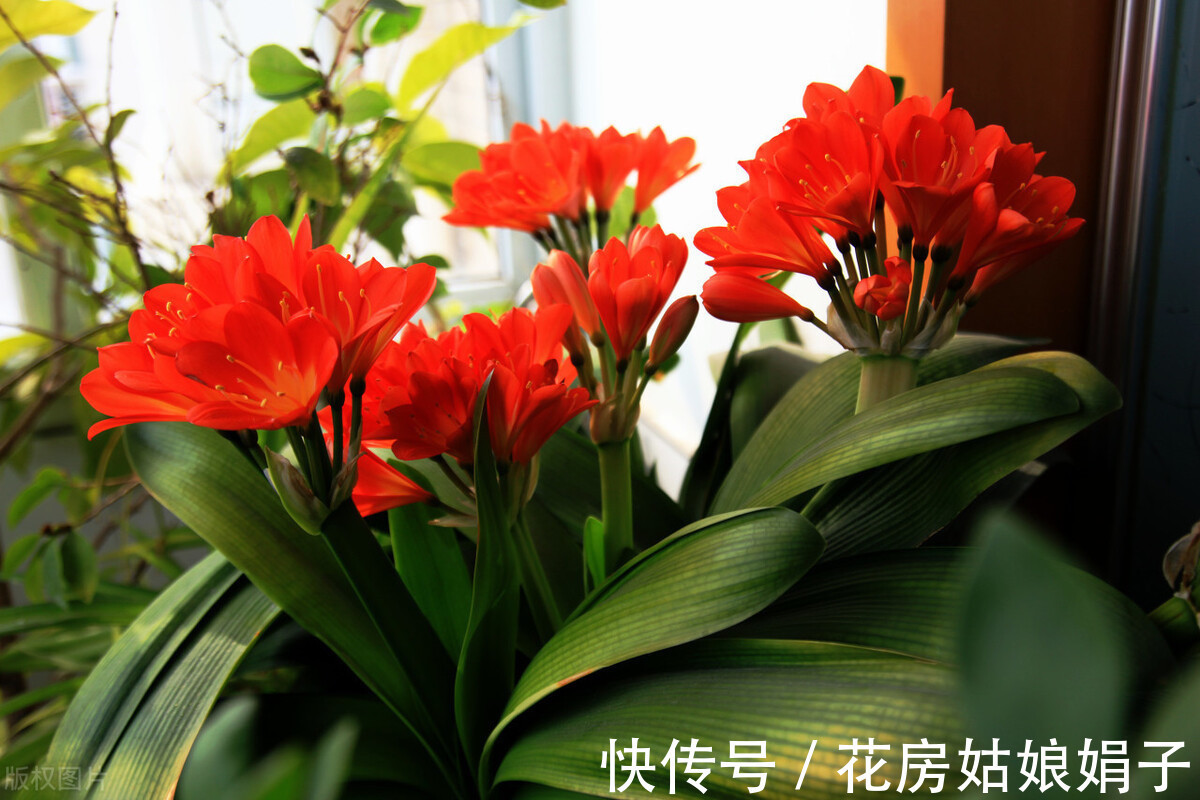 黄叶|君子兰入夏要“静养”,3件事不能做,不然黄叶、花难开
