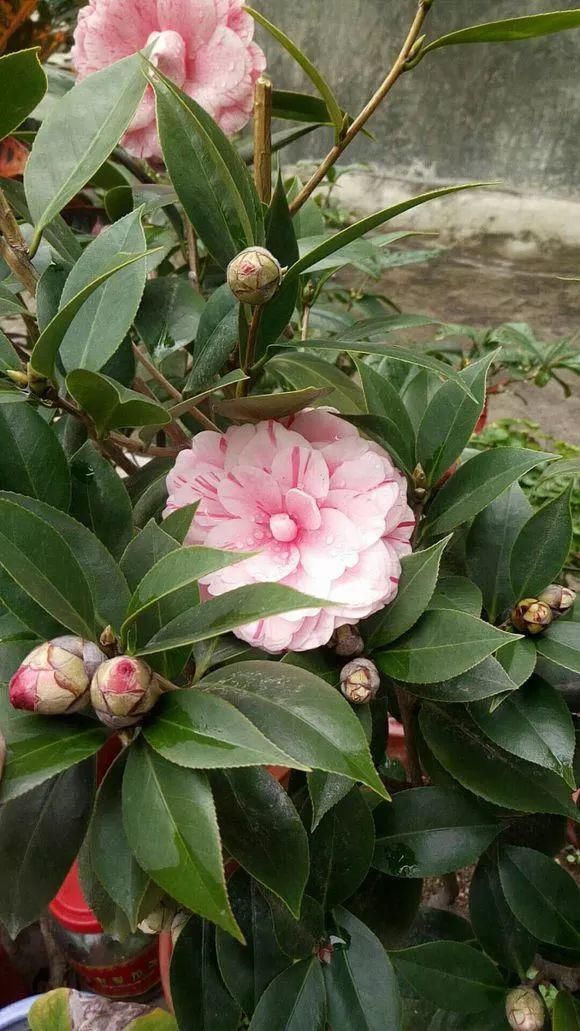 黄化病|总烂根黄叶,盆里撒一把它,不管多难养,很快能冒芽冒花!