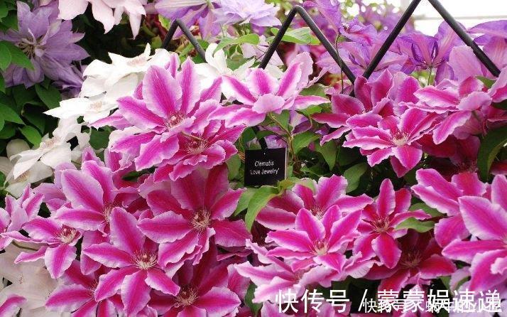 档次|4种花养家里,美成了花园,名字好听,开更美,开花漂亮上档次!