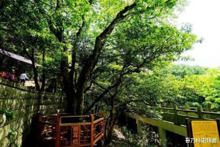 诸多外国游客远赴千里来中国，只为了看这一棵树，现仅存一株