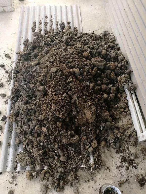 发糕|养花的土太结实？1个小窍门，土壤松软如发糕，透气不烂根！