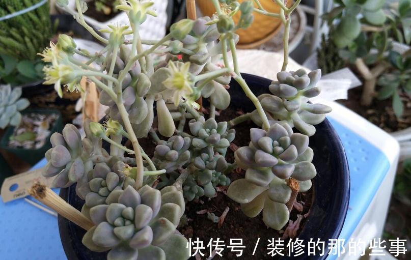 多肉姬|多肉姬秋丽易爆盆,有点烦,该怎么办?学会换盆土轻松搞定