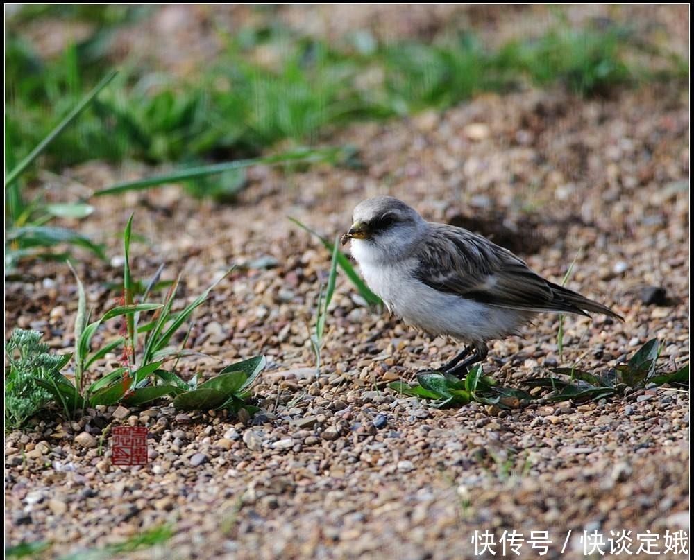 飞行|新疆雪雀,高原鸟,孤独的飞行者!
