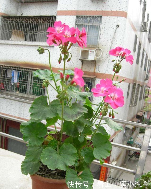 5种花不用太上心，越管越差，2个月不浇水，竟爆盆了