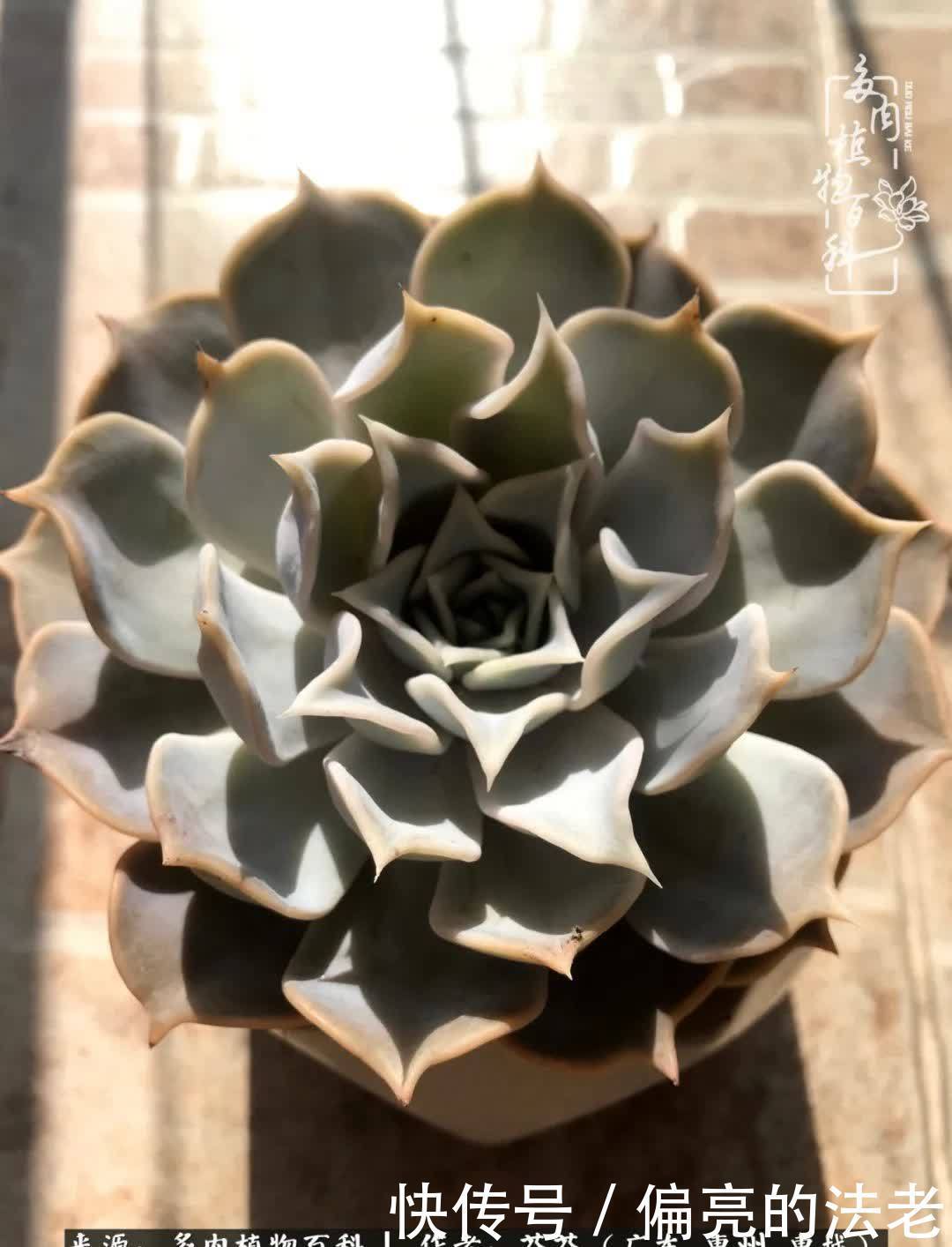 养花|一种爱好就是一种境界,养花养多肉可以培养一个人的心境!