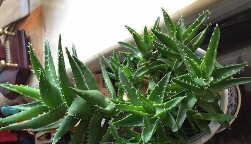 高溫|想要芦荟成老桩?知道这个妙招,叶片厚实肥美,几年就成树