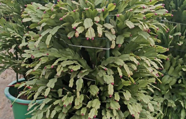 嫁接蟹爪兰长成大树太漂亮,手把手教给你,新手也养得好