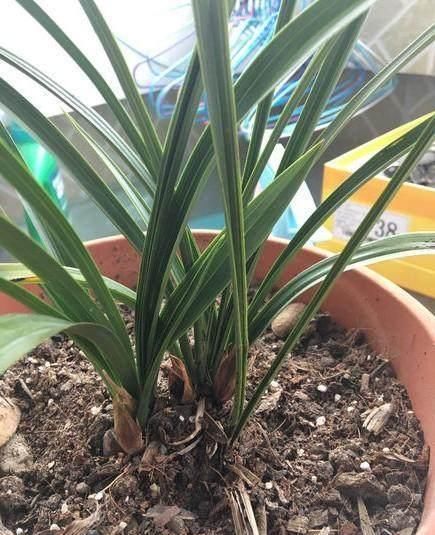 10年前在路边没人要的野花,现在每株竟高达300块,比黄金还值钱