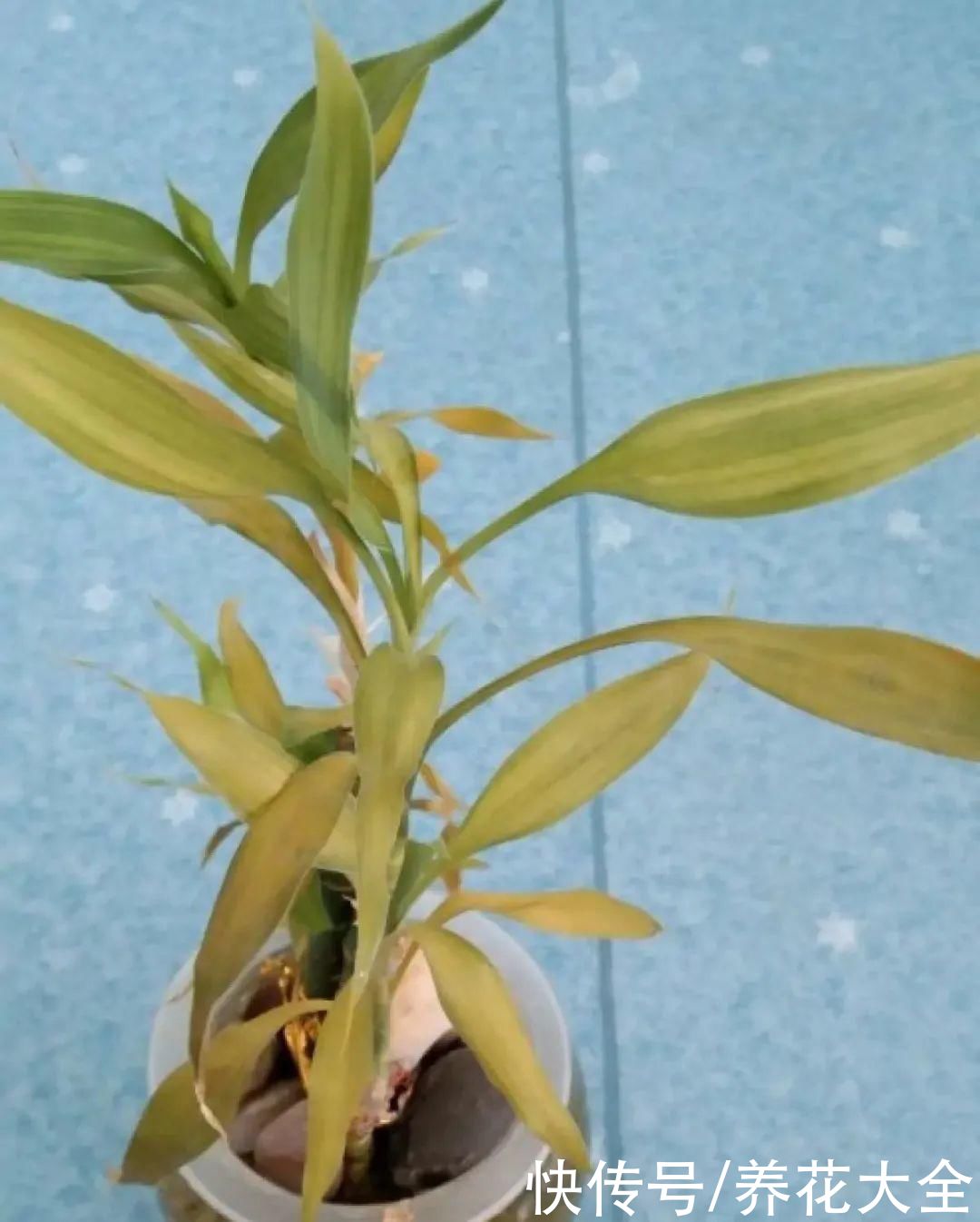 夏天怕晒的花，赶紧搬到阴凉地儿，再晒成枯杆了