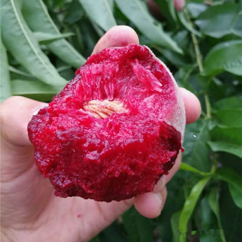 家里庭院不管大小,定要种上几样盆栽,易活结果多,果子随手摘