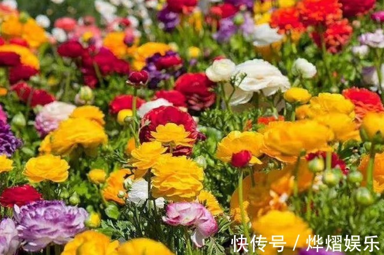 毛茛|家庭养花成片种花毛茛,调剂好这3大因素,一开就一片花