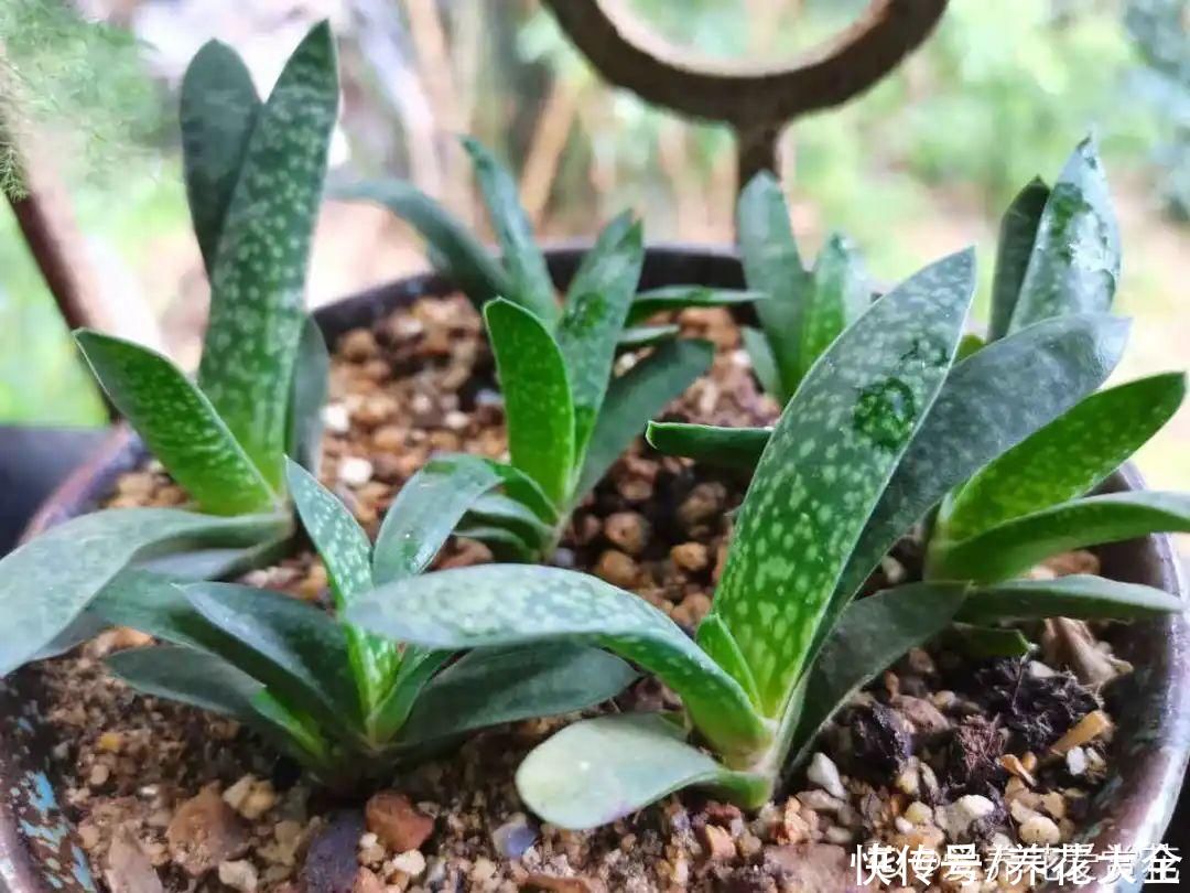 7种“落地生根”花，春天多插几棵，成活率特别高