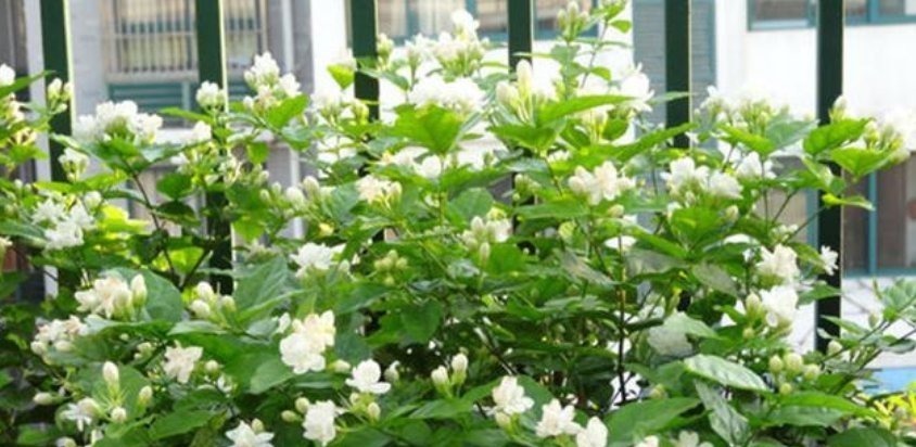 3种花“越剪越旺”,没事常剪剪,剪成秃头,一月大变样,开花多