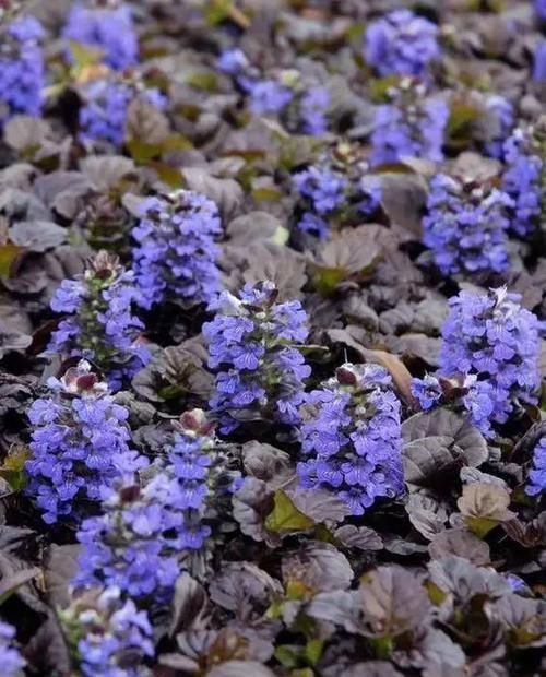 10种出彩的庭院地被花儿,最适合的才是最好的