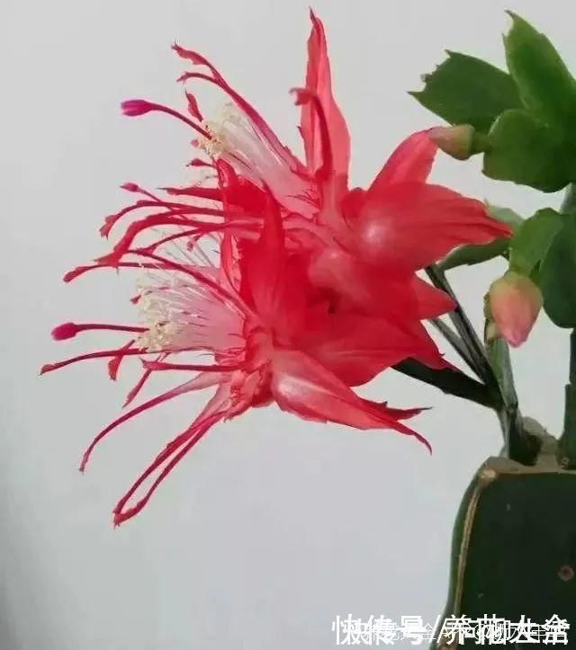 水仙|上万块的蟹爪兰，开花像烟花，养过的人不多