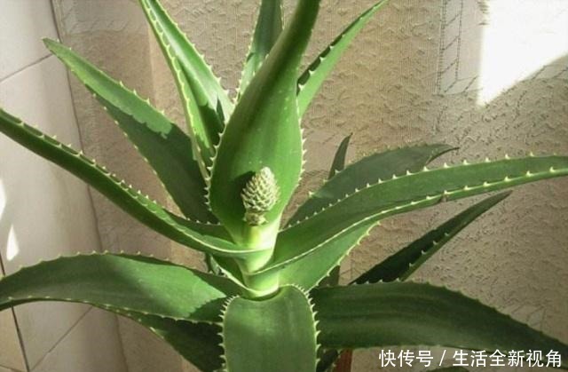 家中养芦荟,做好这“3点”后,新芽蹭蹭往外冒,叶子爆盆观赏强!