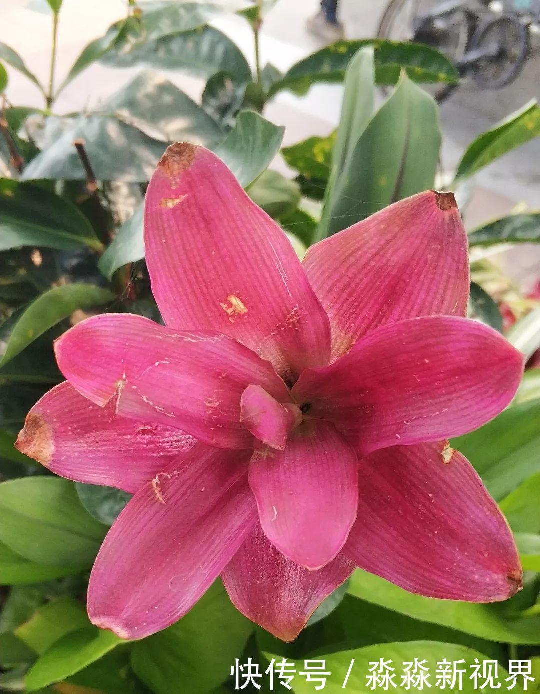 荷花|大爷养的“荷花”,窜的房顶高,垂下来变成花瀑布!