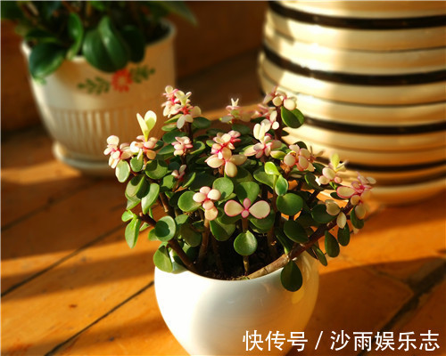 施肥|金枝玉叶也能开花教你3个养护金枝玉叶的妙招,别说没提醒