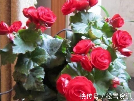 养护|“2种天天花”家里养一盆,一年300多天有花看,好养又漂亮,值!