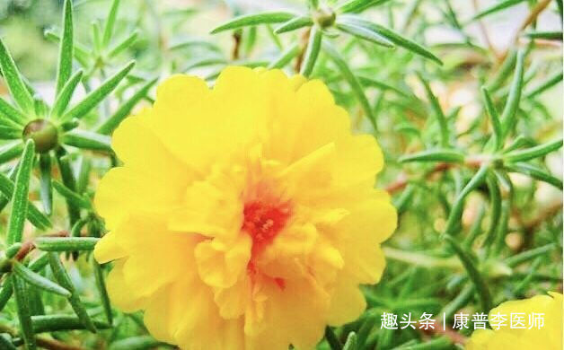 康普|女人想身体好,建议吃的食物,缓解衰老,清理身体毒素,气色红润