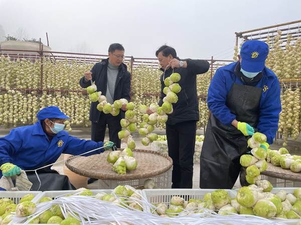 大头菜|重庆铜梁：咸菜变现 日子有盐有味