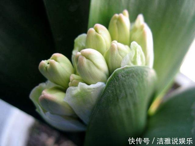 给君子兰“喂”了点小饲料，它竟连着四个月猛开花