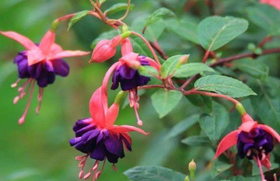 颜值超高的几款花，一朵朵似精灵似的小花，随风摇曳，太漂亮