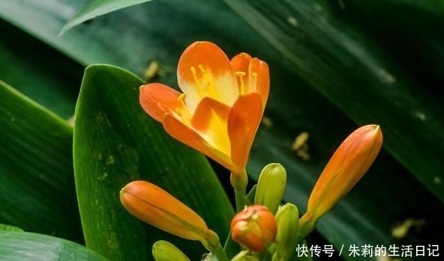 养殖君子兰注意做对三点,花箭噌噌蹿,再也不夹箭!